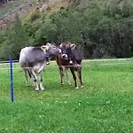 Nagelehof Bendelstein * Navis